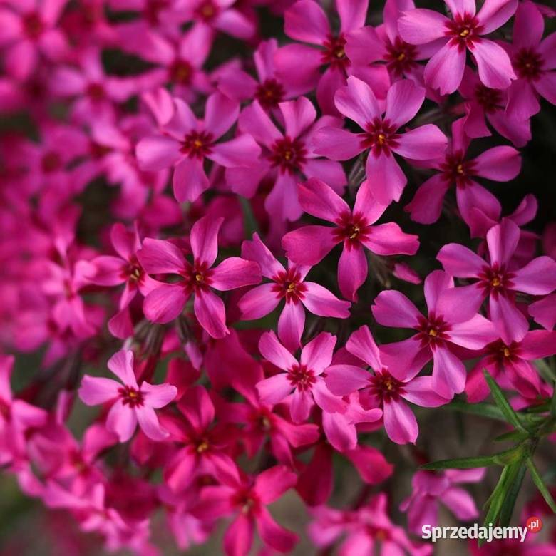 Płomyk szydlasty Atropurpurea Opole