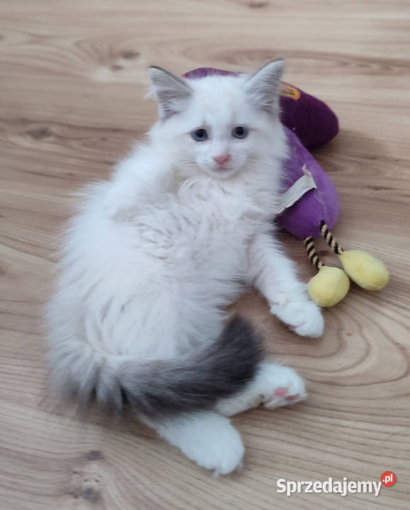 ZAZU Dumka śliczny kocurek syberyjski neva Syberyjski