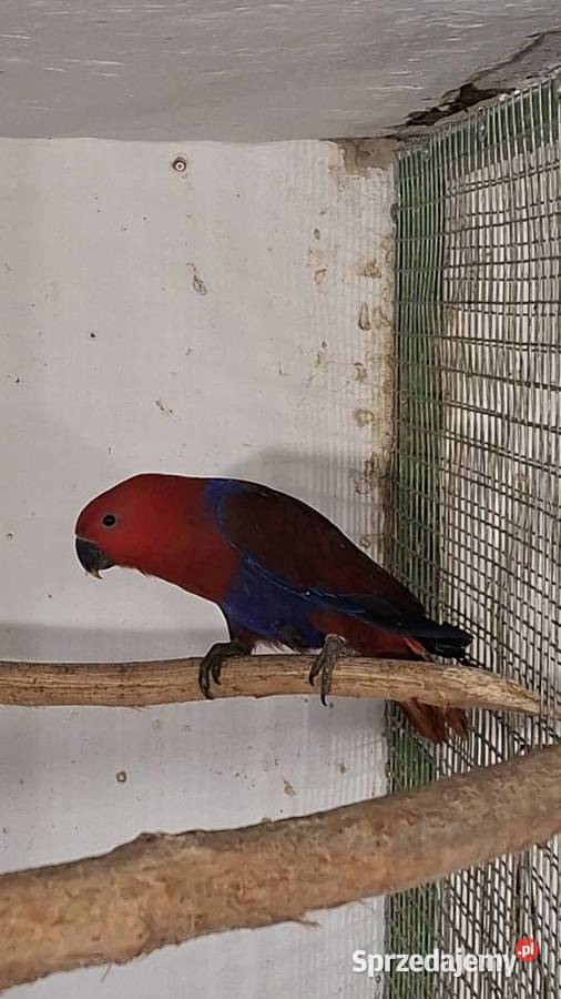 Lora samica 25r sprzedam