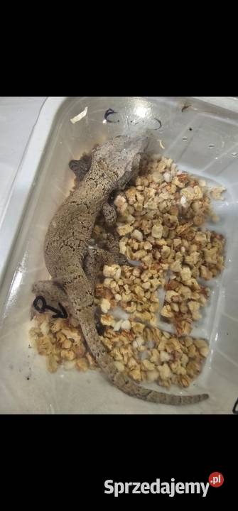 Gekon gargulcowy samiec zachodniopomorskie Koszalin