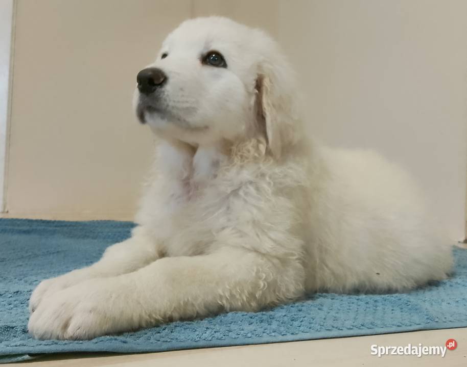 Owczarek Podhalański piękne szczenięta z metryką Radzyń Chełmiński