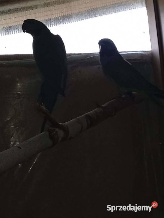 Aleksandretty chińskie Kłodzko