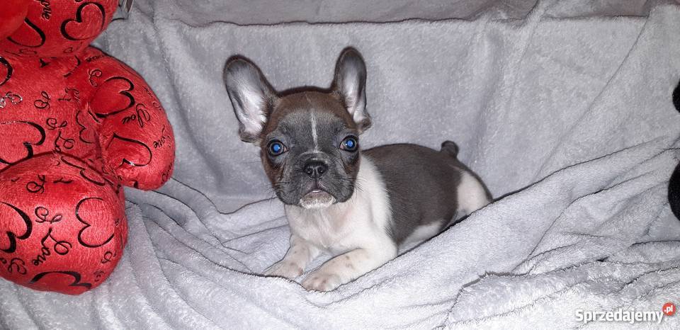 Buldog Francuski śliczna suczka