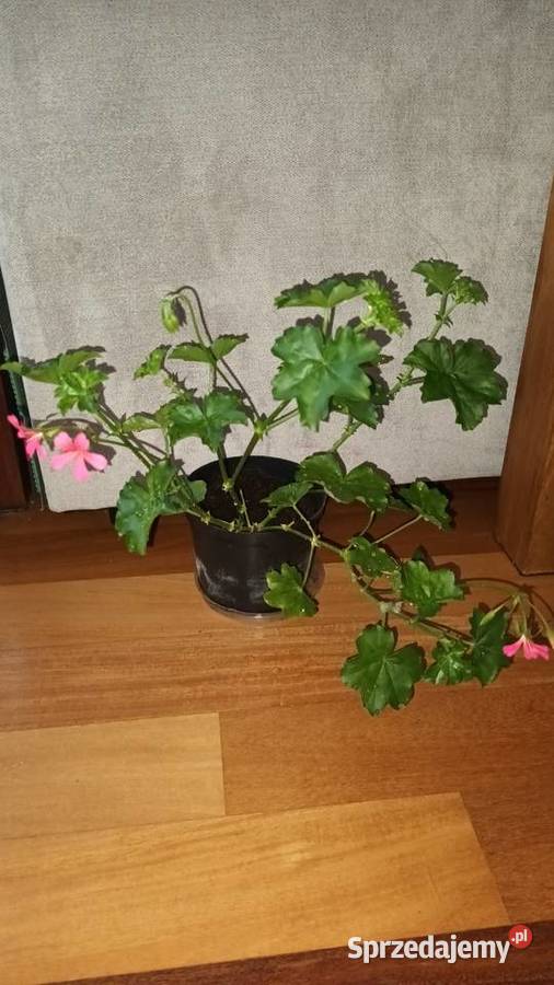 Duża pelargonia bluszczolistna kwitnąca Warszawa sprzedam