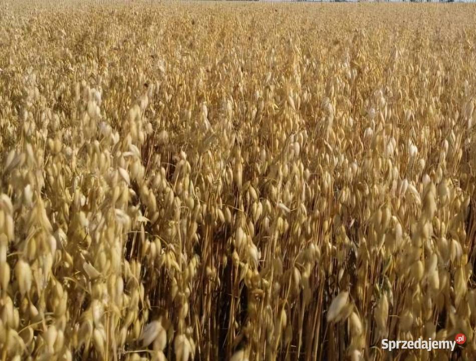 Owies Jary Navigator