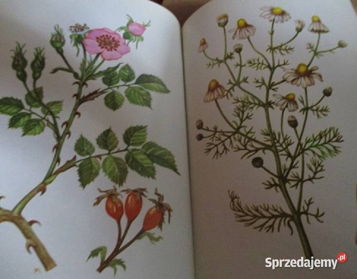 Domowy poradnik medyczny zioła ziołolecznictwo zdrowie, pierwsza pomoc Łódź