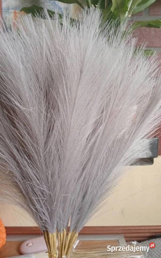 Nowa szara trawa pampasowa 40 sztuk Szczecinek