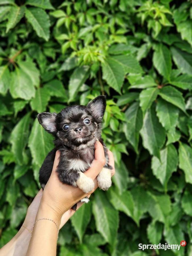 Piękne Chihuahua długowłose Piła