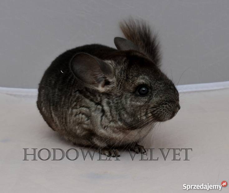 Szynszyla Szynszyl samiczka Ebony Light szary Pozostałe