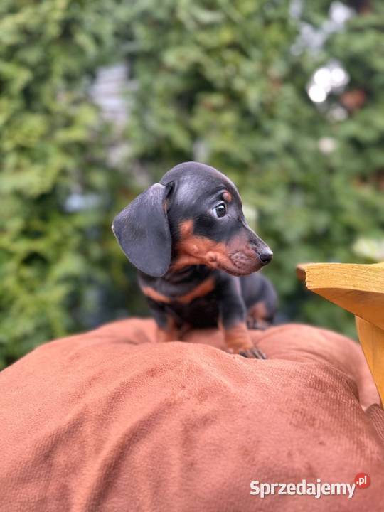 Piękny piesek jamnik miniaturowy czarny małopolskie Kraków