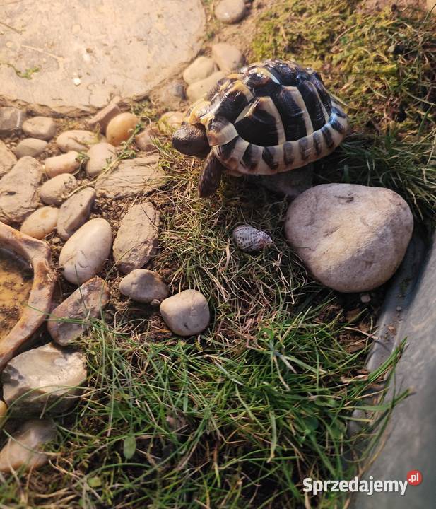 Żółw grecki 2 lata