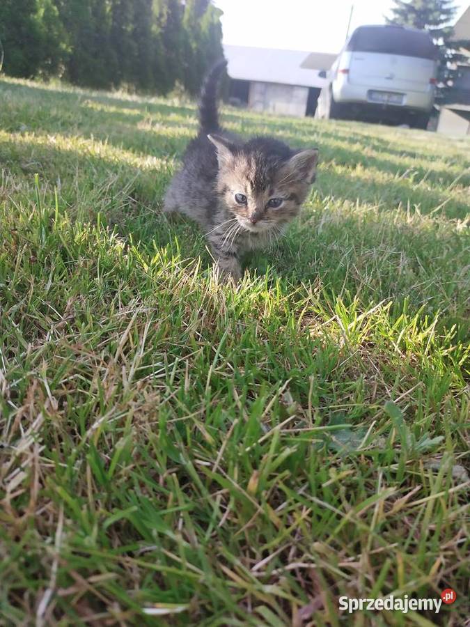 Oddam kotki w ręce Pilica