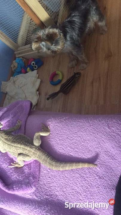 Wiewiórka syberyjska burunduk woliera Gryzonie Sianów