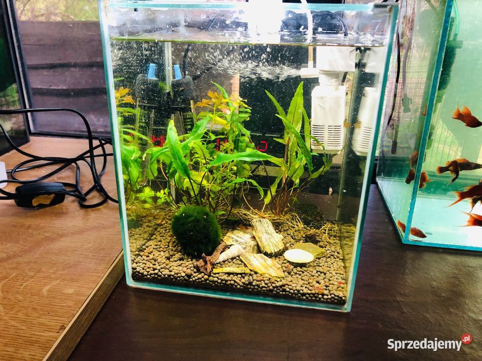 Akwarium Aquael krewetkarium kostka łódzkie