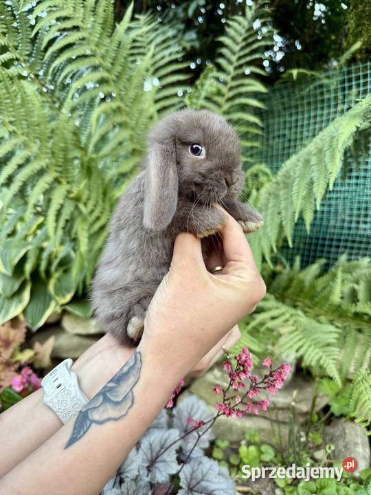 Mini Lop Króliki Miniaturowe Baranki Godowa sprzedam