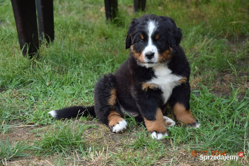 berneński pies pasterski zkwp śląskie Rogoźnik