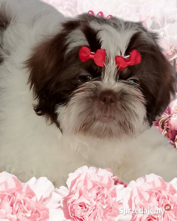 Piękna suczka Shih Tzu biało czekoladowa