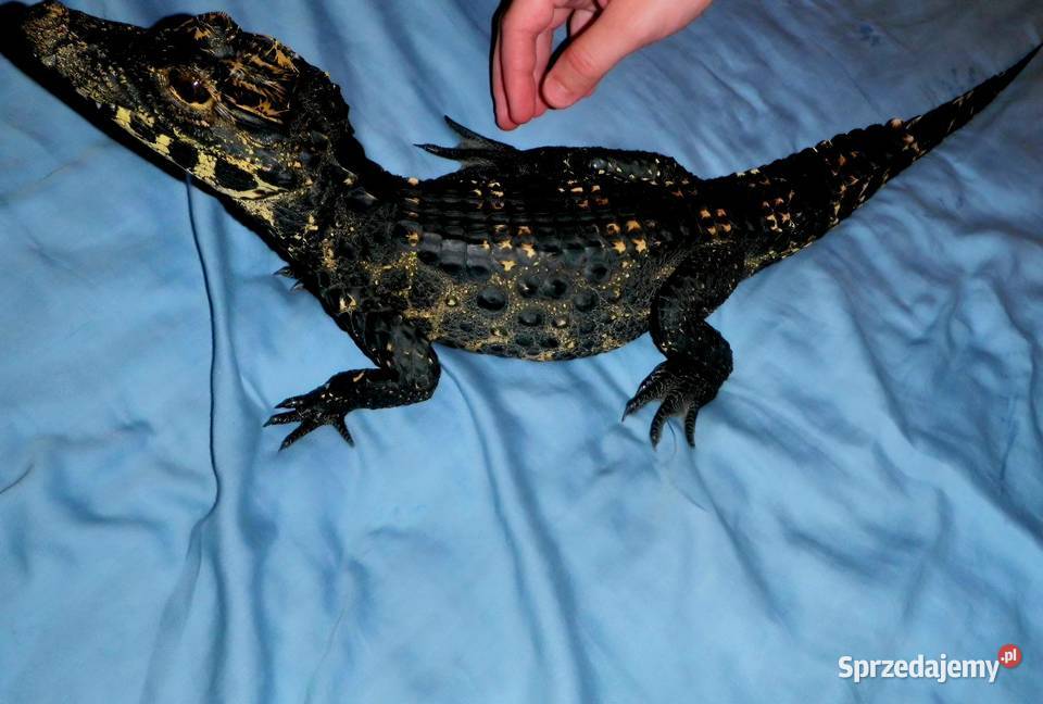 Młode Krokodyle krótkopyskie Osteolaemus śląskie Katowice