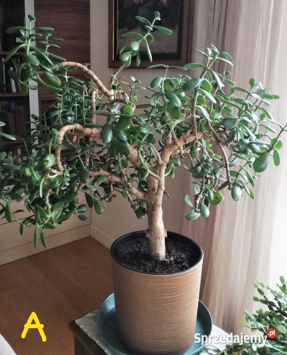 Drzewko szczęścia grubosz piękne 30letnie