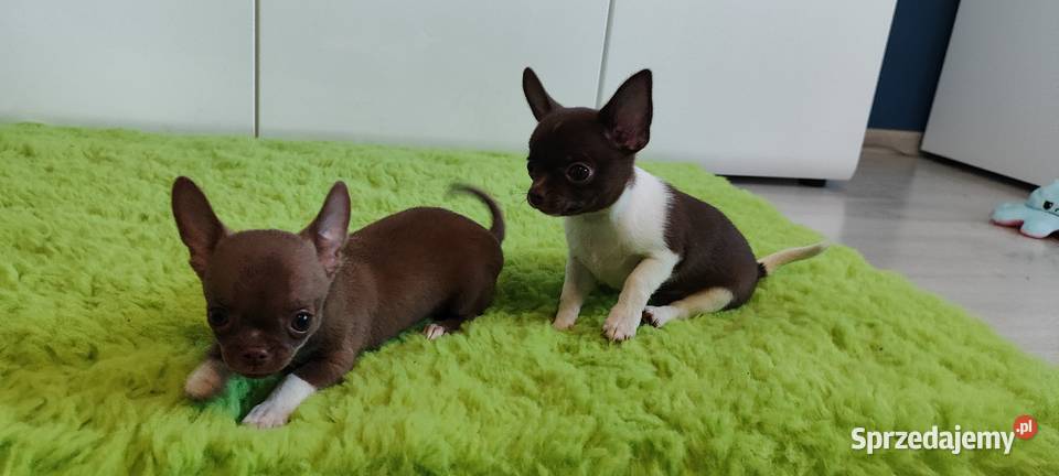 Chihuahua mini szczeniak puppy prawdziwy rodowód Radom