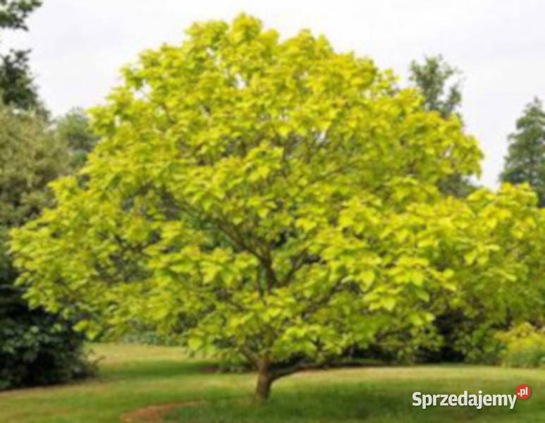 SURMIA ZWYCZAJNA Catalpa bignonioides NASIONA Lubanie