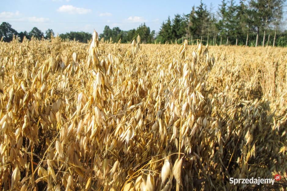 Owies z tegorocznych zbiorów