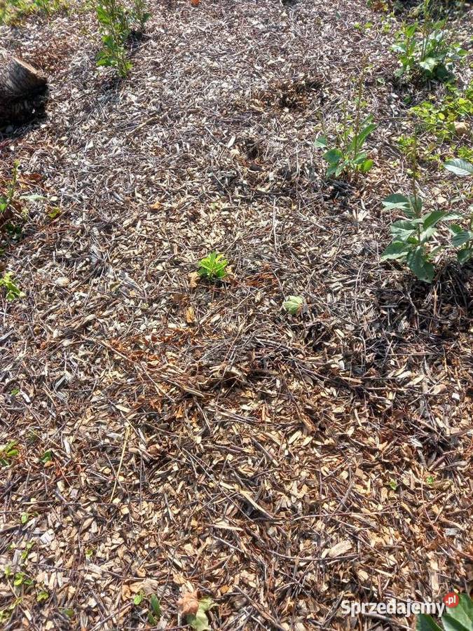 ORZECH Drewno do kominka do pieca co kafelLublin Lublin sprzedam