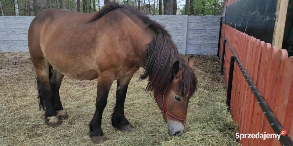 Klacz źrebna 45 letnie podkarpackie