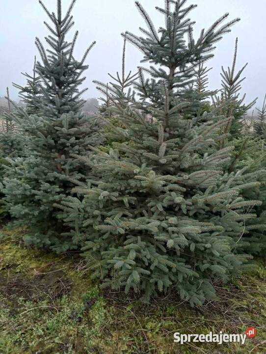 Świerk srebrny jodła kalifornijska choinka