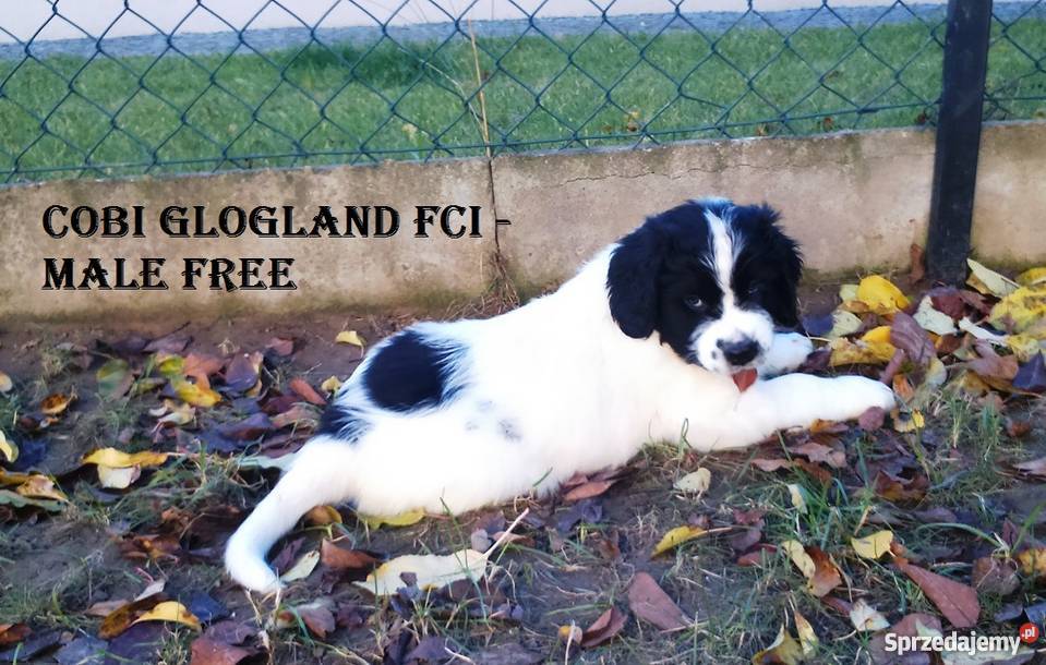 landseer piękne pieski Głogów