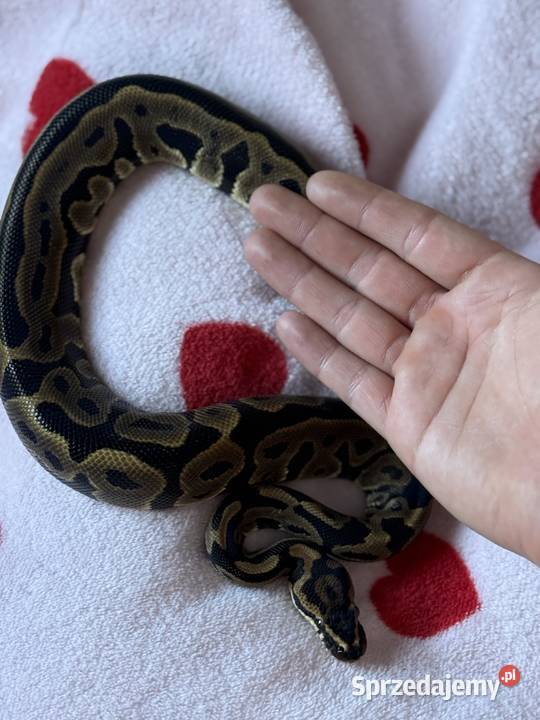 Pyton Królewski Samiczka Nasielsk sprzedam
