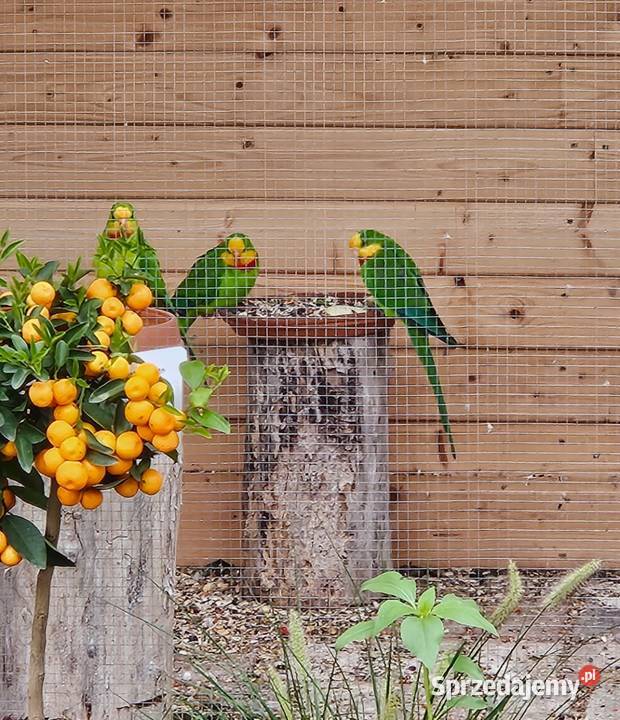 Sprzedam księżniczki tarczowe barabanda Poznań