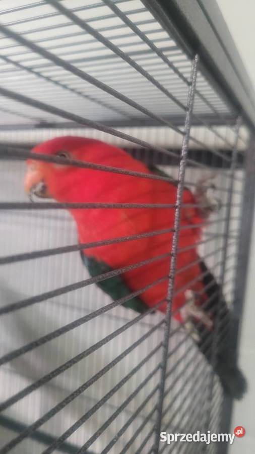 Papugi szkarlatki krolewskie Wieliczka