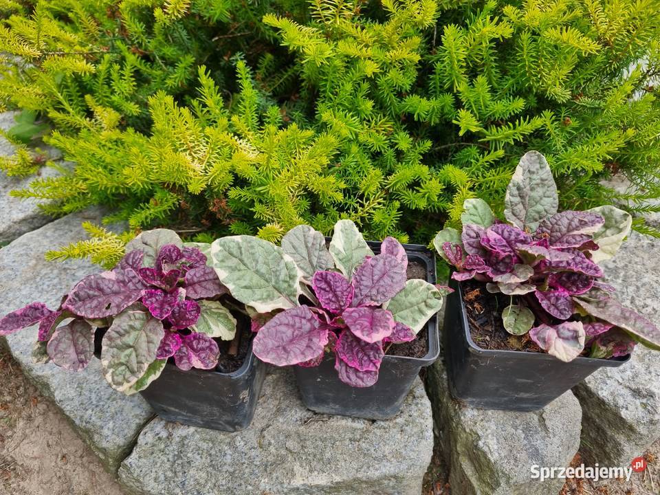 Dąbrówka rozłogowa BURGUNDY GLOW Lublin sprzedam