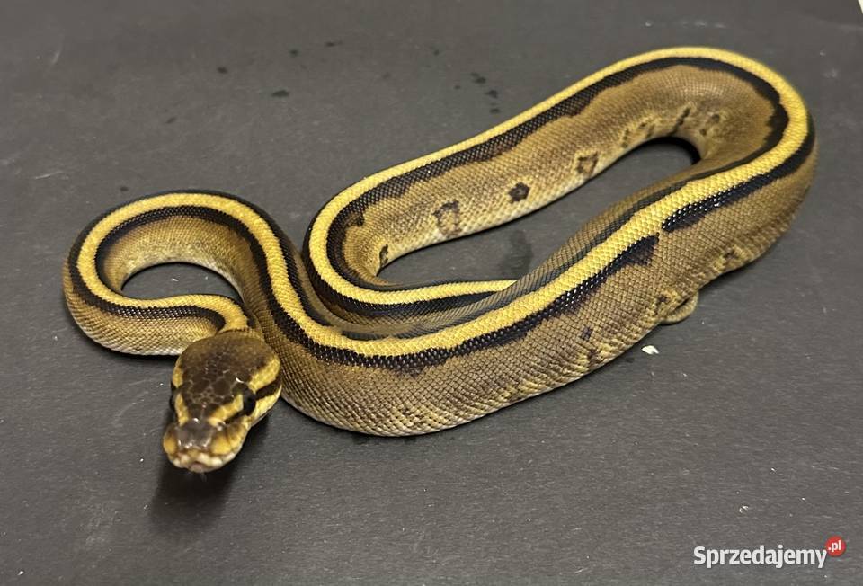 Pyton regius Genetic Stripe Bydgoszcz sprzedam