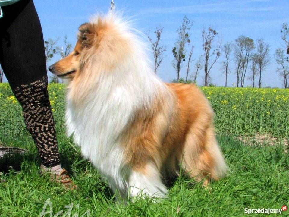 COLLIE Owczarek Szkocki wspaniały piesek Multi Częstochowa