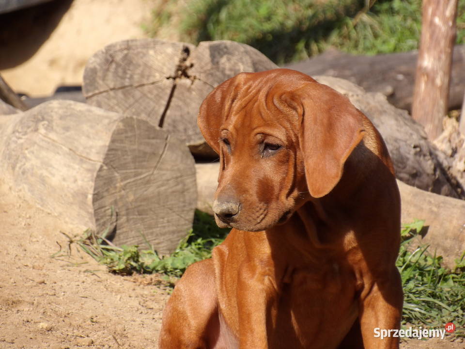 Szkolenie Szczenięta Rhodesian Ridgeback ZKwPFCI Kraków