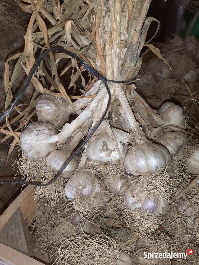 Czosnek Zielenice