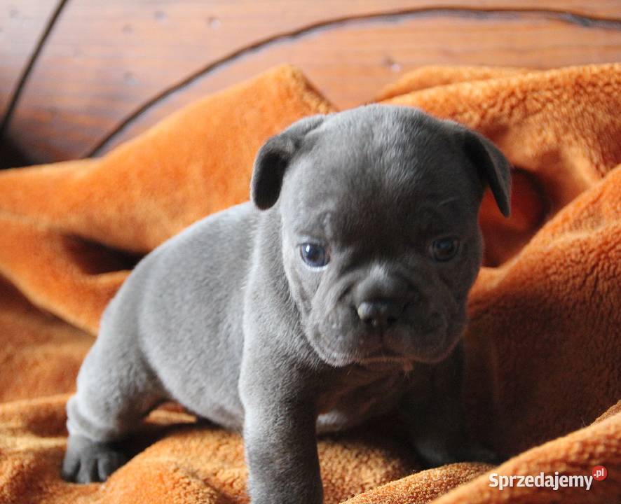 Buldog Francuski BlueMerl opolskie Kędzierzyn-Koźle