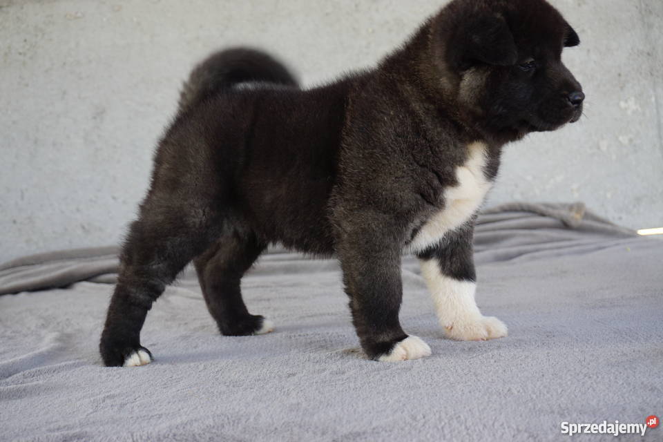 Akita Amerykańska FCI ZKWP Łubowo