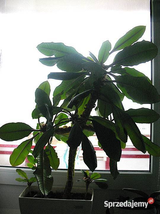 Kwiat doniczkowy Euphorbia leuconeura Madagascar Siedlce