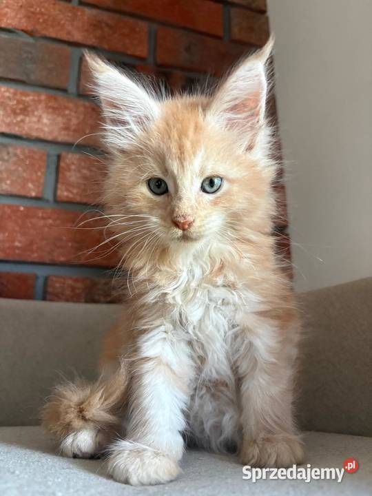 Maine Coon Ozzy Maine Coon Szembruk