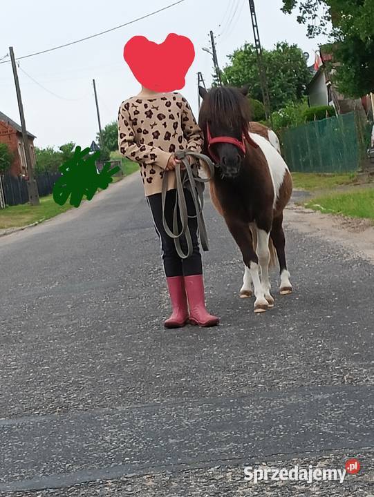 Cudowna Kucynka bezpieczna dzieci Konie Grzybno
