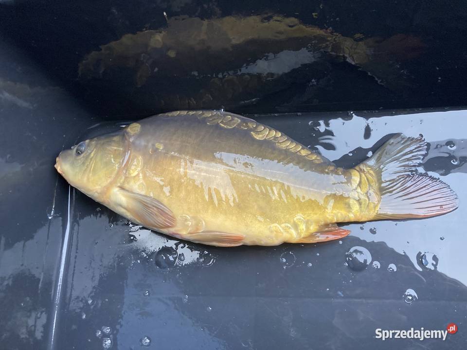 Karp handlowy Radom sprzedam