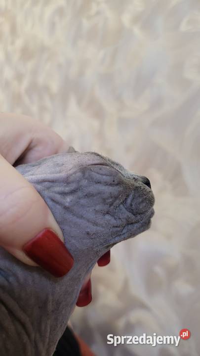 Niebieska koteczka Sfinks na Hodowle Warszawa