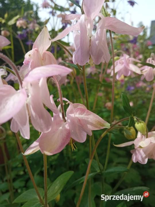 Orliki sadzonki kwiaty ogrodowe byliny Rabatowe