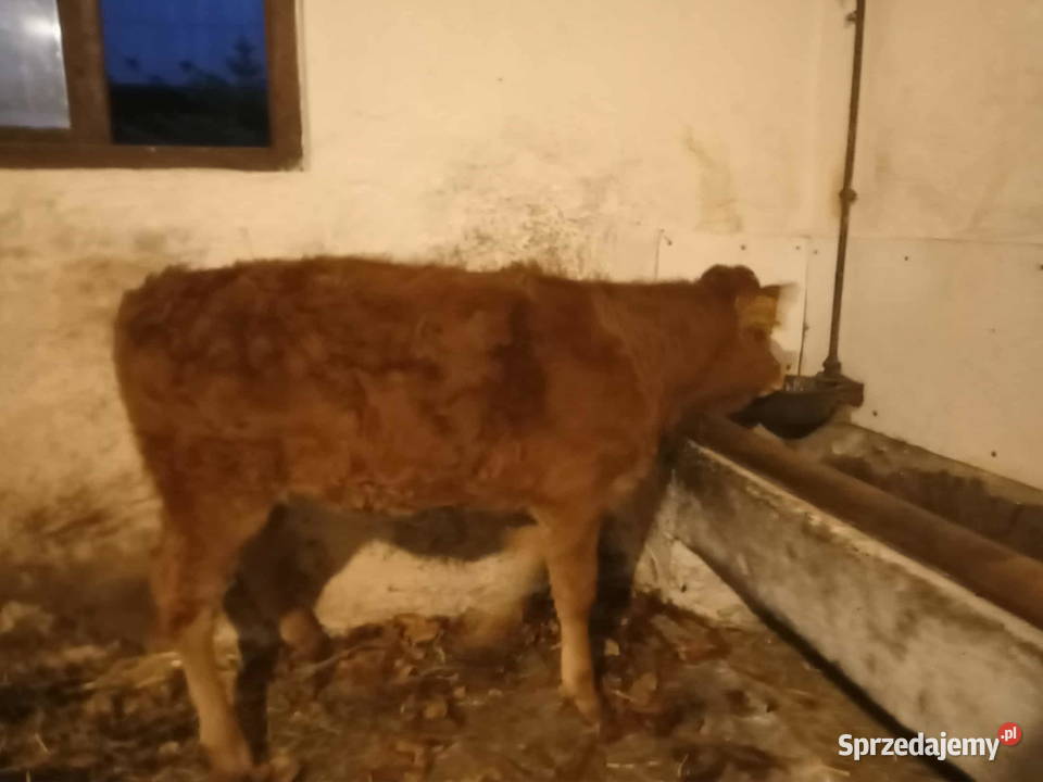 Sprzedam cielisie Rolnictwo Stary Sącz