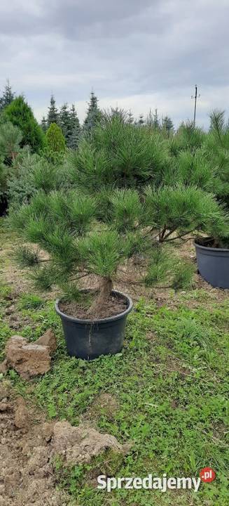 Sosna Czarna 150250 w donicykopana z gruntu małopolskie Olszana sprzedam