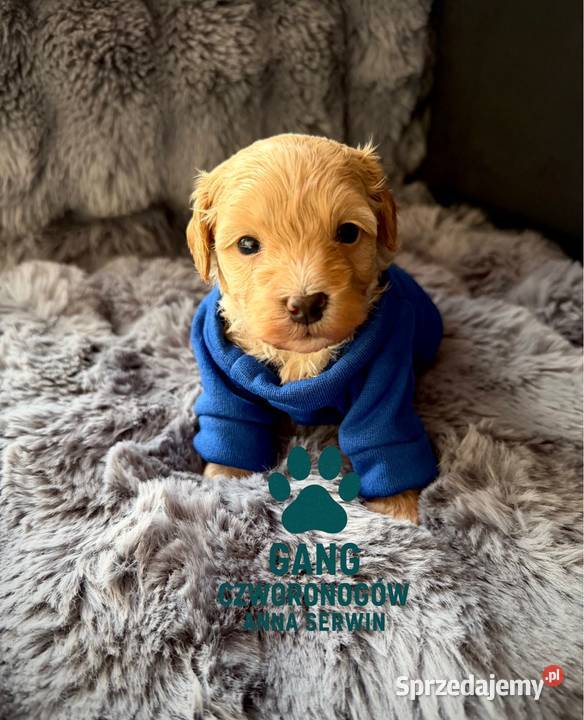 Maltipoo śliczny chłopiec