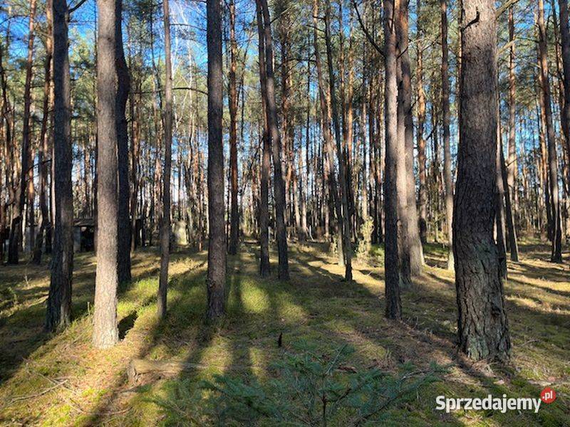 Syndyk sprzeda udział 12 w działce w Nowym Nowy Żabieniec